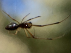 Argyrodes elevatus