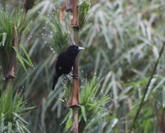 Cacicus chrysonotus