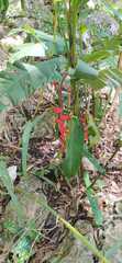 Heliconia rostrata