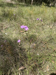 Prostanthera scutellarioides