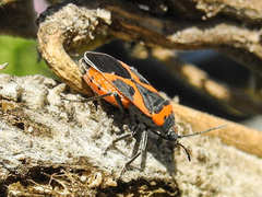 Lygaeus kalmii angustomarginatus