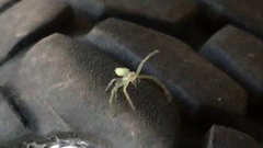 Thomisidae