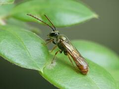 Corynura corinogaster