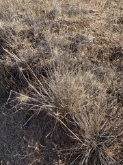 Elymus multisetus