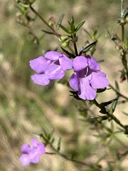 Prostanthera scutellarioides