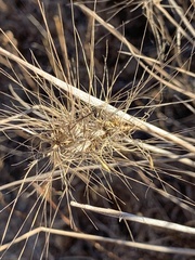 Elymus multisetus