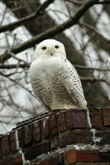 Bubo scandiacus