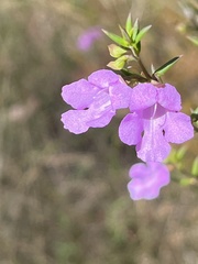 Prostanthera scutellarioides