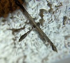 Anstenoptilia