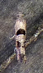 Pelochrista dorsisignatana