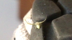 Thomisidae