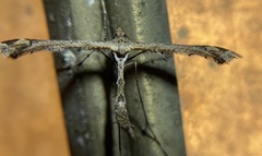 Anstenoptilia marmarodactyla