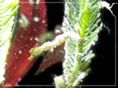 Acentronura breviperula