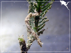 Acentronura breviperula