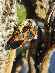 Lygaeus kalmii angustomarginatus