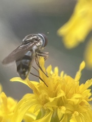 Platycheirus