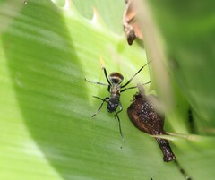 Polyrhachis ammon
