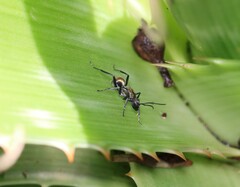 Polyrhachis ammon
