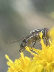 Platycheirus