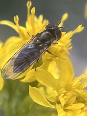 Platycheirus