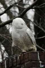 Bubo scandiacus