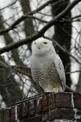 Bubo scandiacus