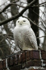 Bubo scandiacus