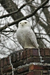 Bubo scandiacus