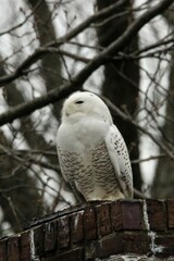 Bubo scandiacus