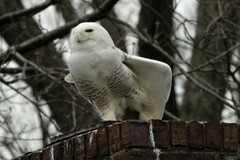 Bubo scandiacus