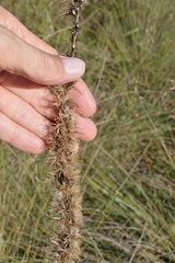 Liatris pycnostachya