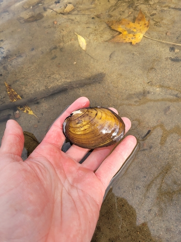 Hickorynut