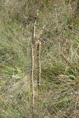 Liatris pycnostachya