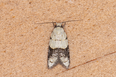 Tracholena sulfurosa