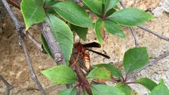Polistes mexicanus