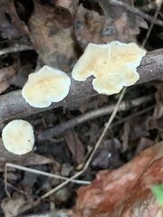 Byssomerulius corium
