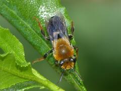 Colletidae
