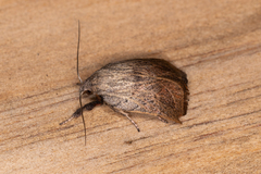 Tortricopsis pyroptis