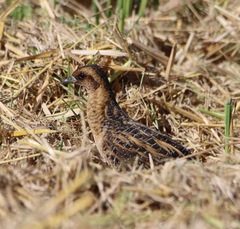 Coturnicops noveboracensis