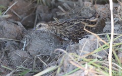 Coturnicops noveboracensis