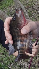 Mayaheros urophthalmus