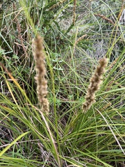 Carex appressa