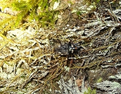 Rhynchodes ursus