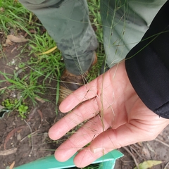 Austrostipa elegantissima