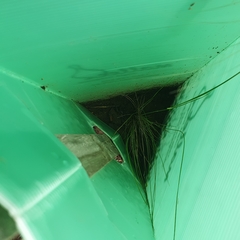 Austrostipa elegantissima