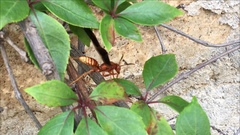Polistes mexicanus