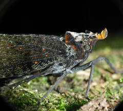 Phrictus auromaculatus