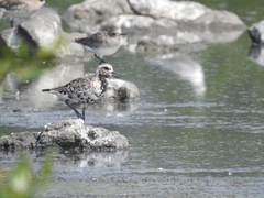 Pluvialis squatarola