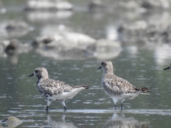 Pluvialis squatarola