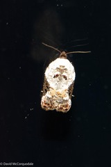 Acleris nivisellana